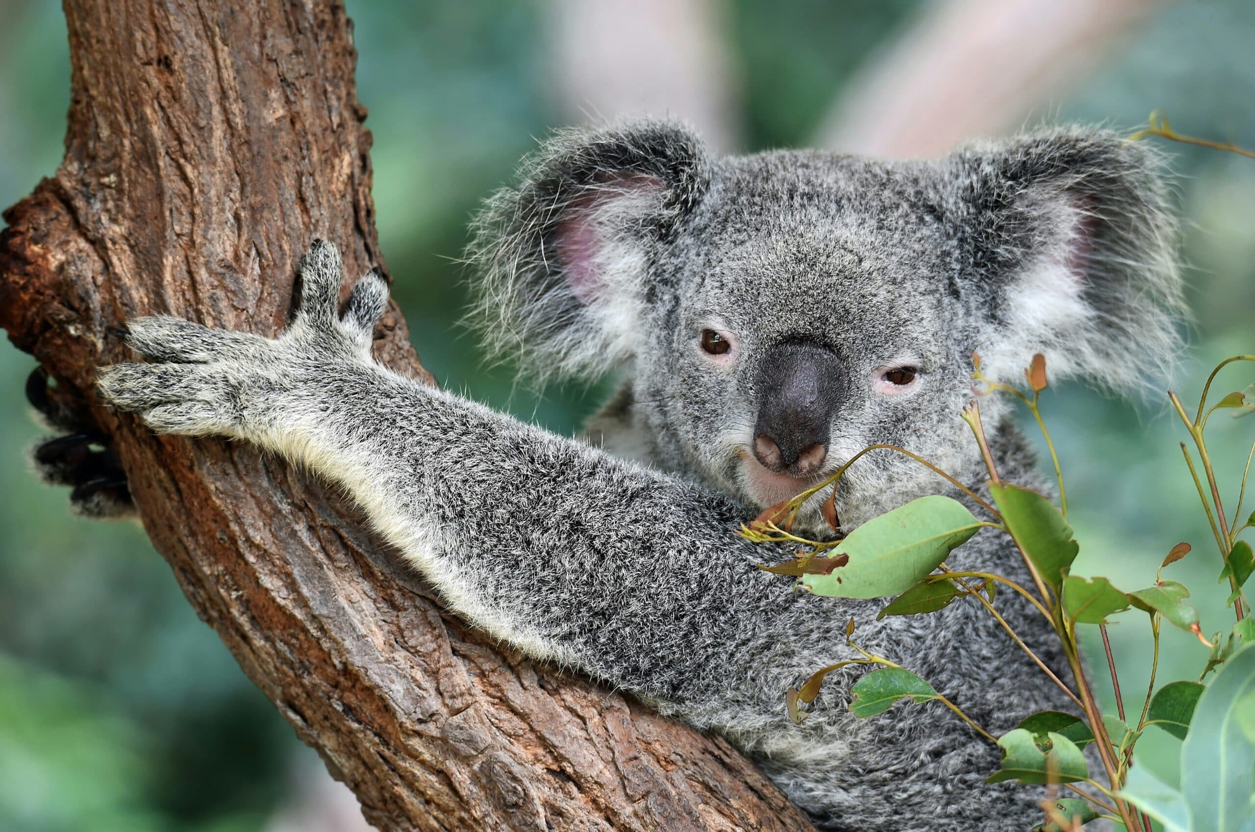 What is a koala worth? Studying the economics of wildlife